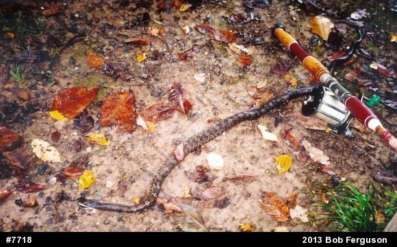 Eastern Ratsnake