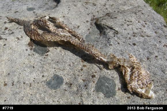 Eastern Ratsnake
