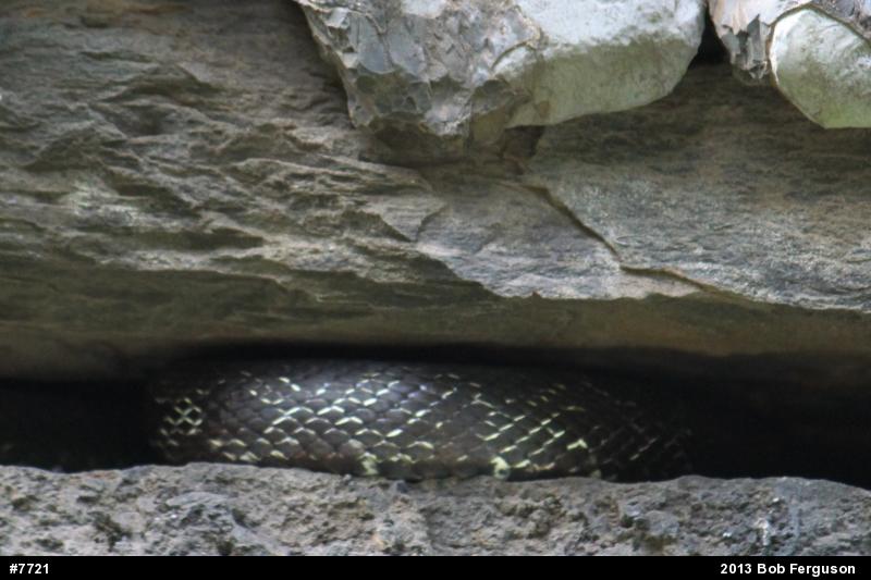 Eastern Ratsnake