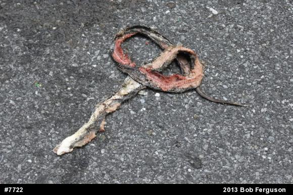 Eastern Ratsnake