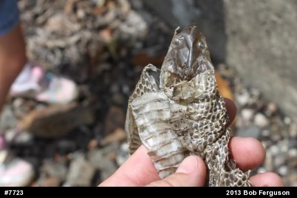 Eastern Ratsnake