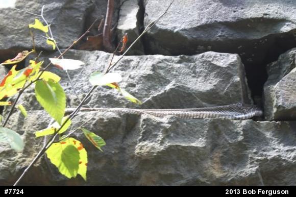 Eastern Ratsnake