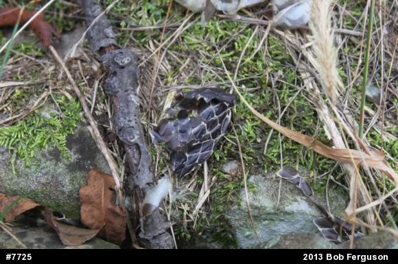 Eastern Ratsnake