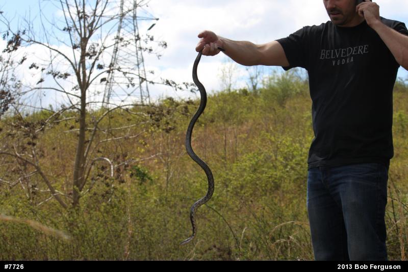 Eastern Ratsnake