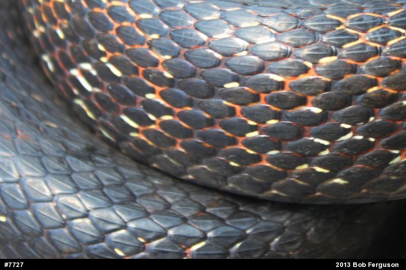 Eastern Ratsnake