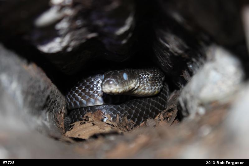 Eastern Ratsnake