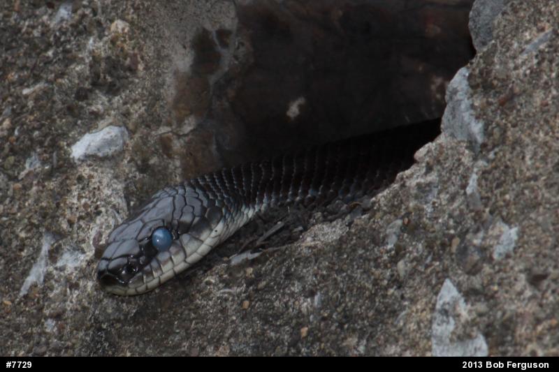 Eastern Ratsnake