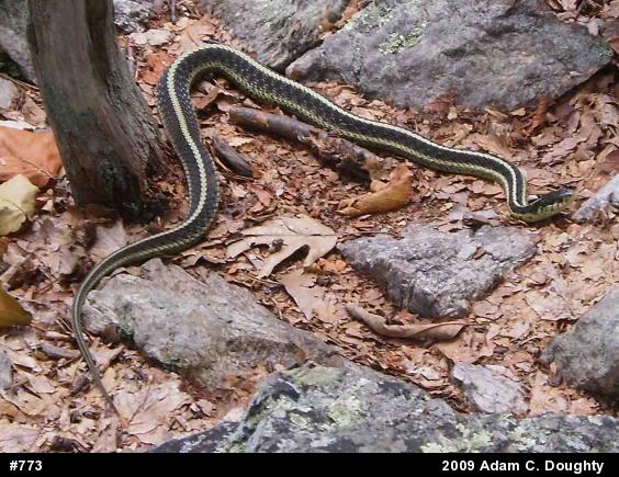 Eastern Gartersnake