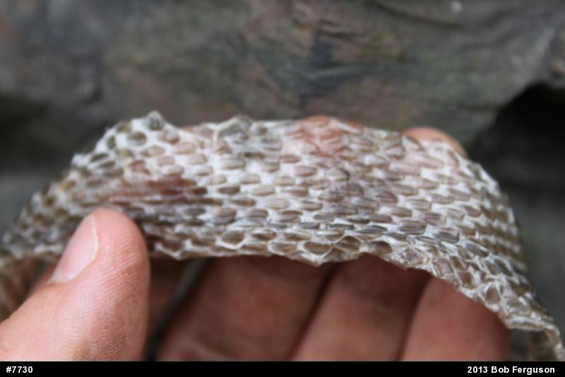 Eastern Ratsnake