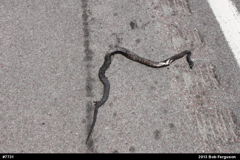 Eastern Ratsnake