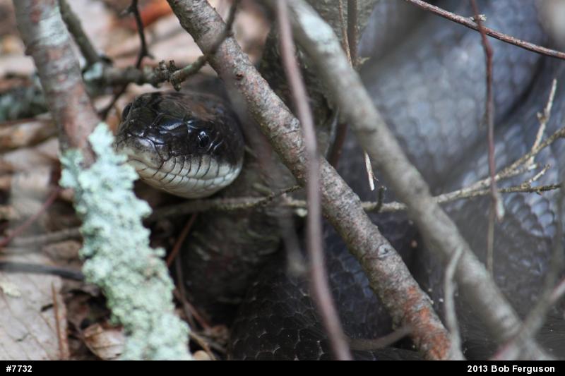 Eastern Ratsnake