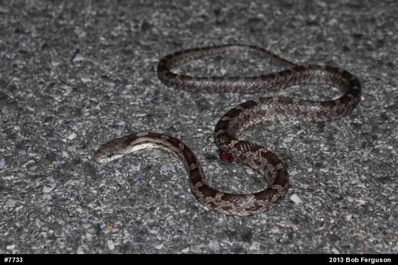 Eastern Ratsnake