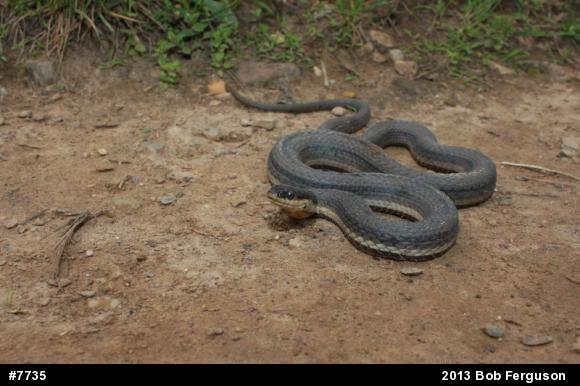 Queensnake