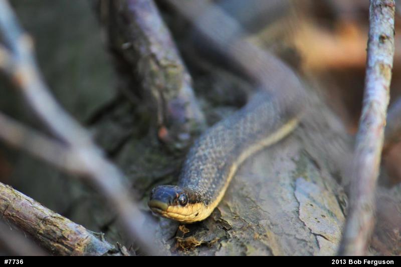 Queensnake