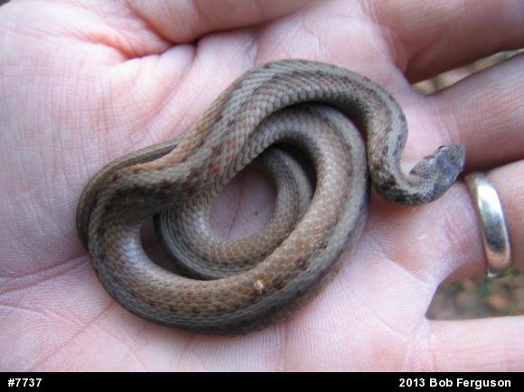 Dekay's Brownsnake