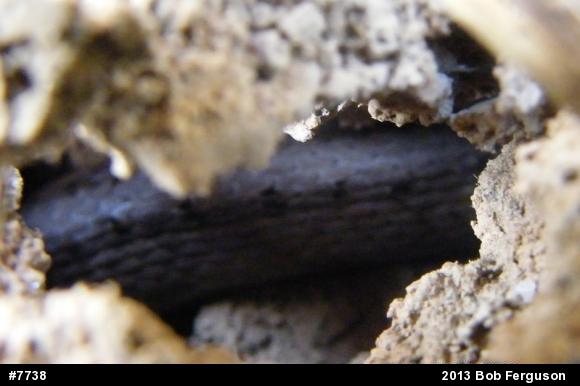 Dekay's Brownsnake