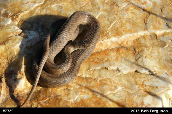 Dekay's Brownsnake