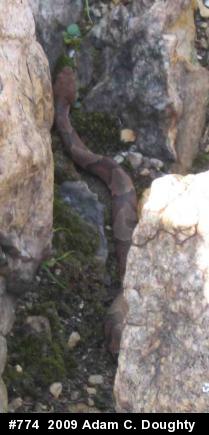 Northern Copperhead