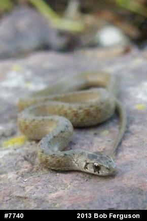 Dekay's Brownsnake
