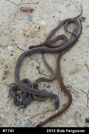 Dekay's Brownsnake