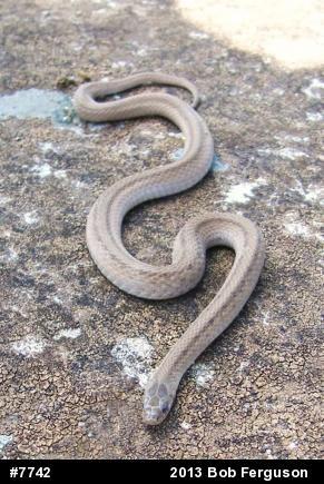 Dekay's Brownsnake