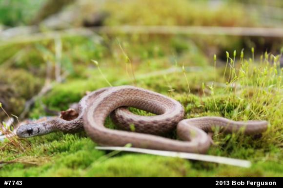 Dekay's Brownsnake