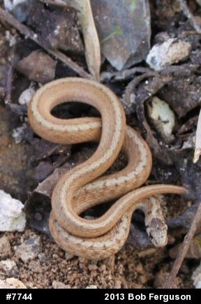 Dekay's Brownsnake