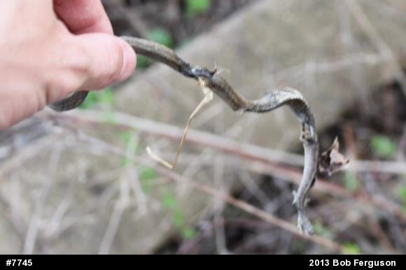 Dekay's Brownsnake