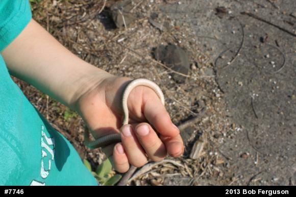 Dekay's Brownsnake