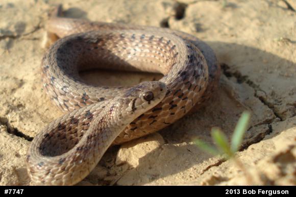 Dekay's Brownsnake