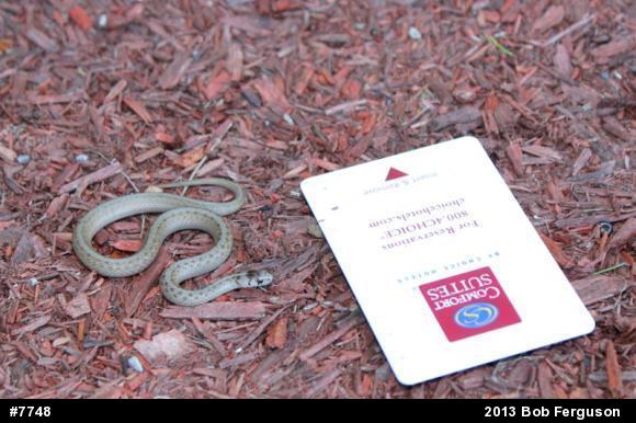 Dekay's Brownsnake