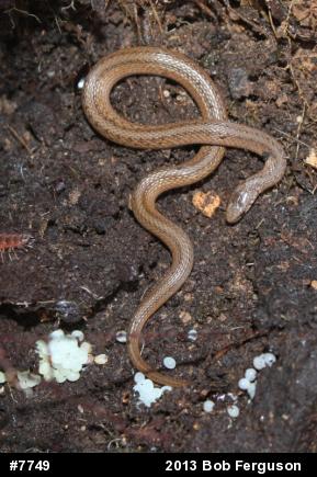 Dekay's Brownsnake