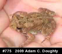 Eastern American Toad