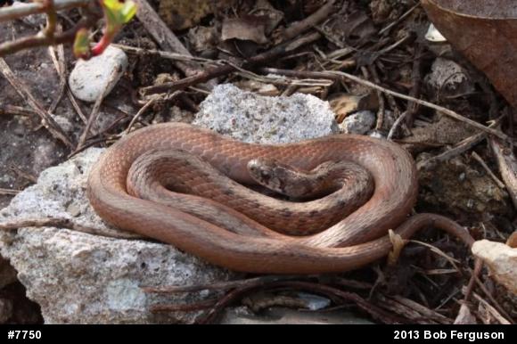 Dekay's Brownsnake