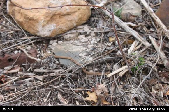 Brown & Redbelly Snakes