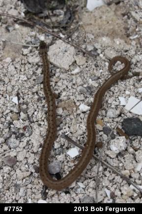 Dekay's Brownsnake