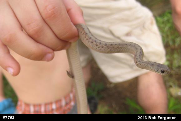 Dekay's Brownsnake