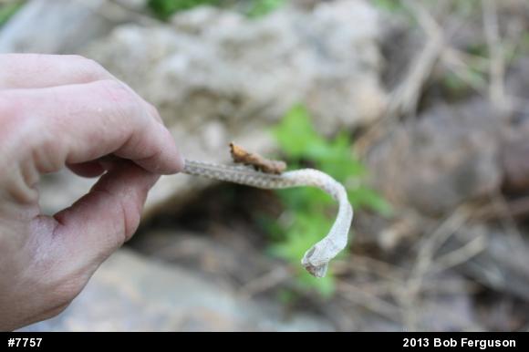 Eastern Gartersnake
