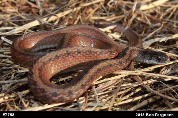 Dekay's Brownsnake