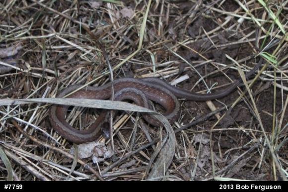 Dekay's Brownsnake