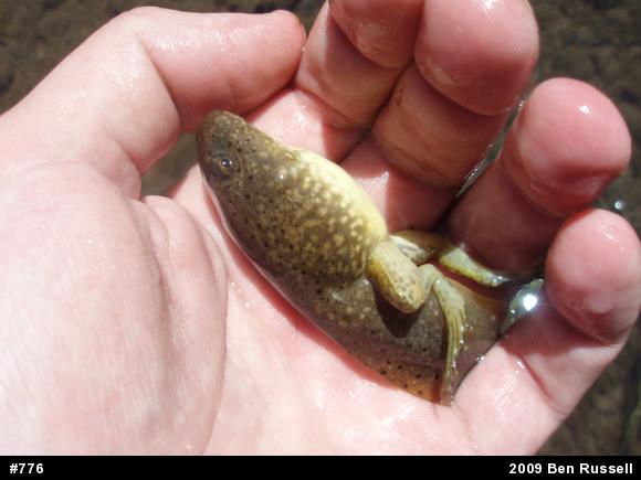 American Bullfrog