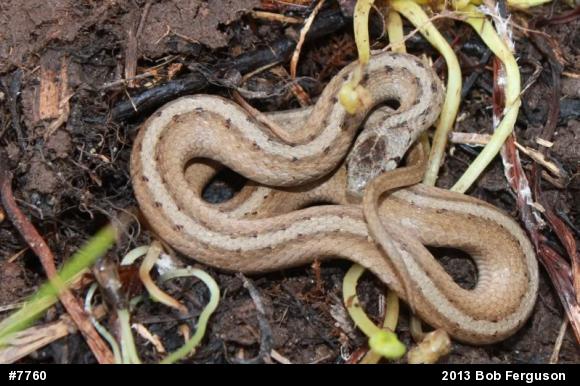 Dekay's Brownsnake