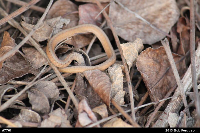 Dekay's Brownsnake
