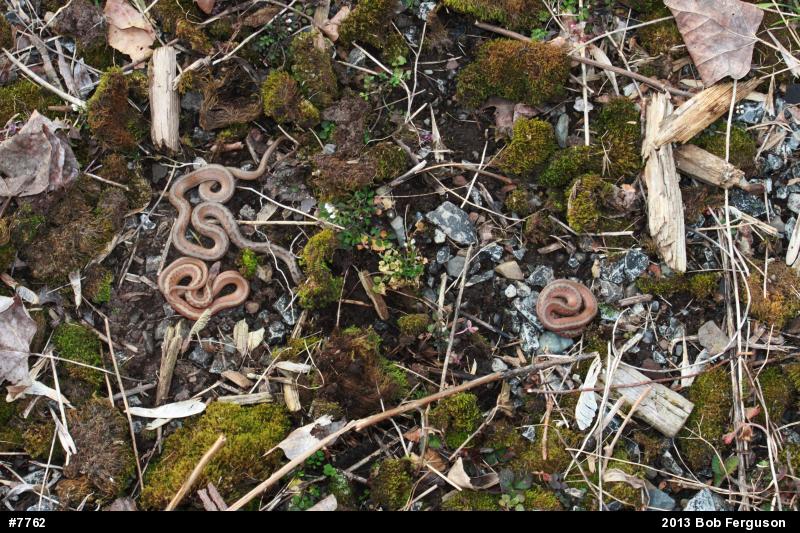 Dekay's Brownsnake