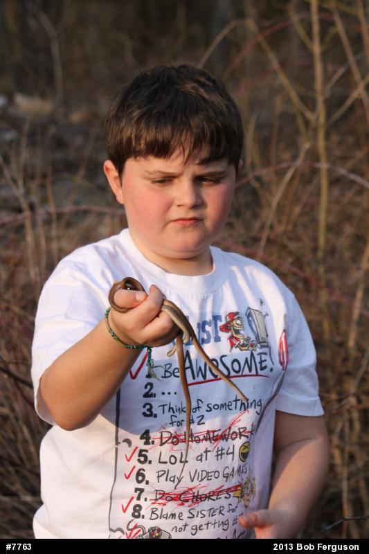 Dekay's Brownsnake