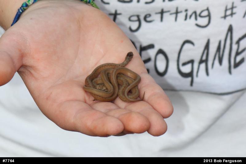 Dekay's Brownsnake