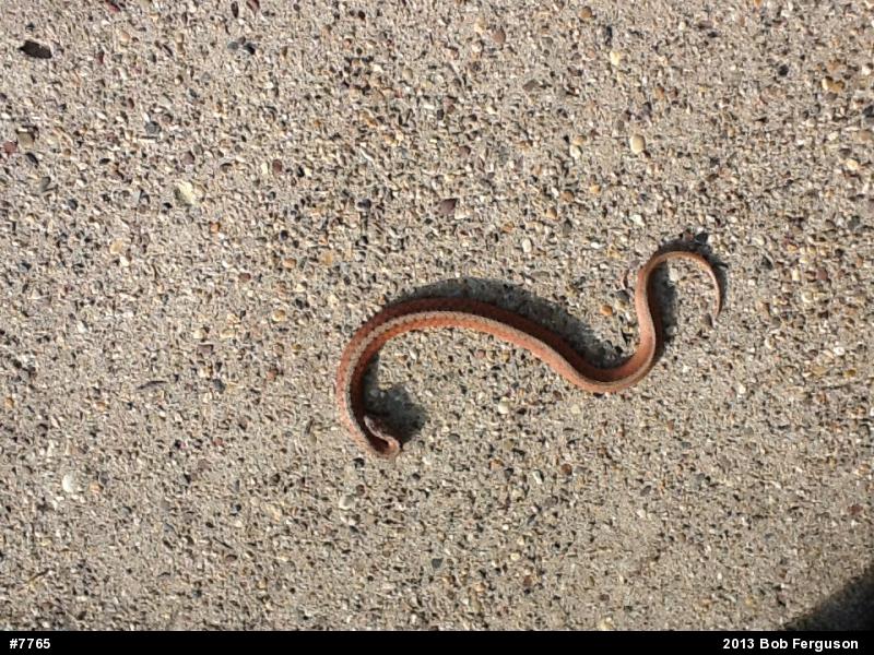 Dekay's Brownsnake