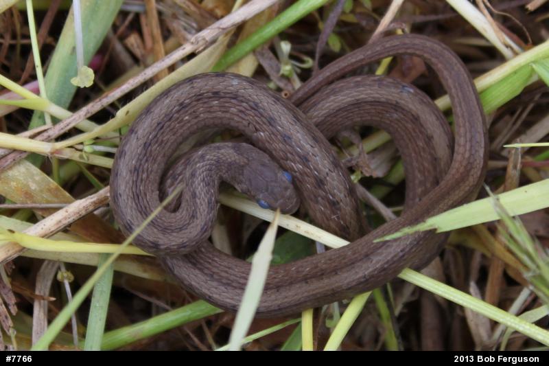 Dekay's Brownsnake