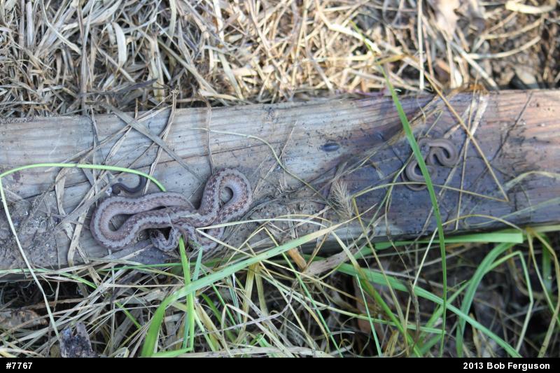 Dekay's Brownsnake