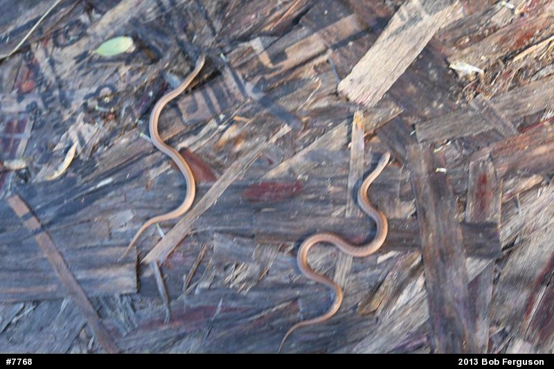 Dekay's Brownsnake